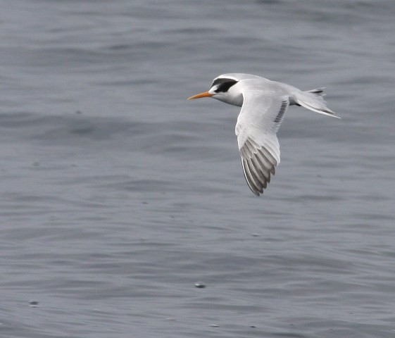 Elegant Tern